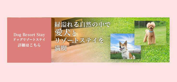 DOG STAY